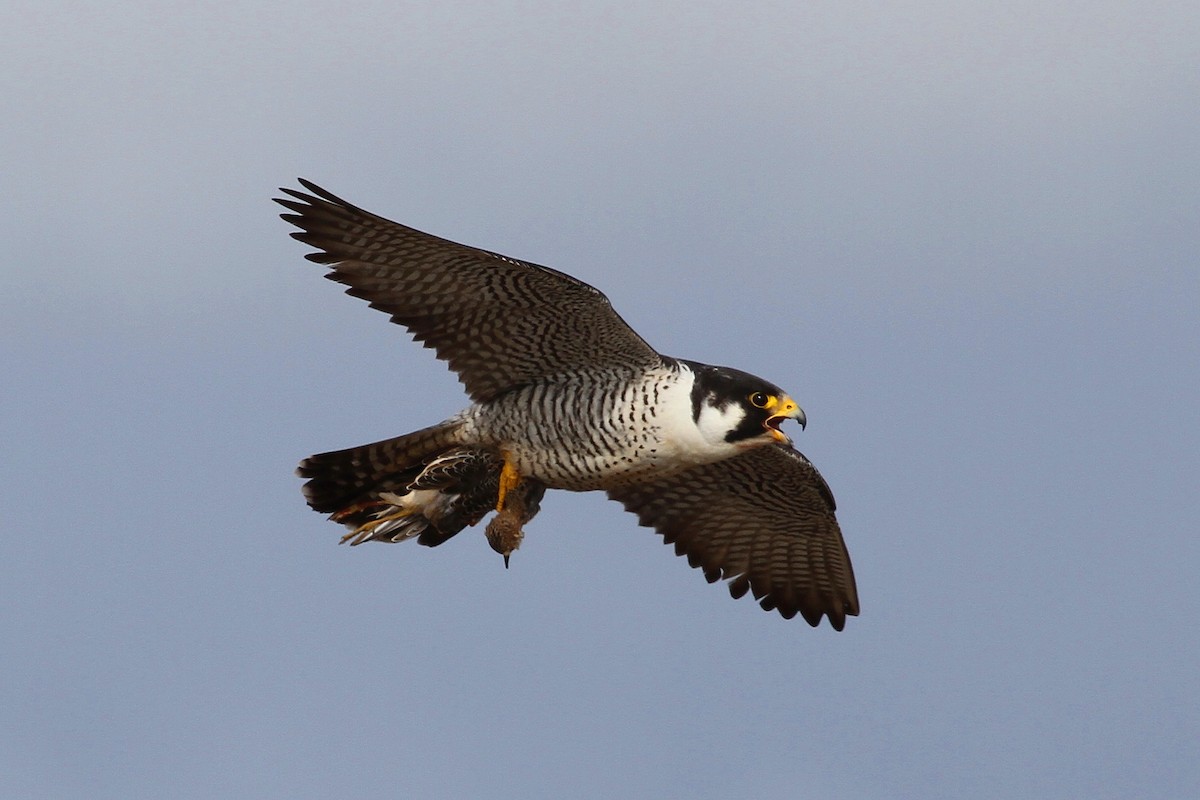 Peregrine Falcon - ML617659707