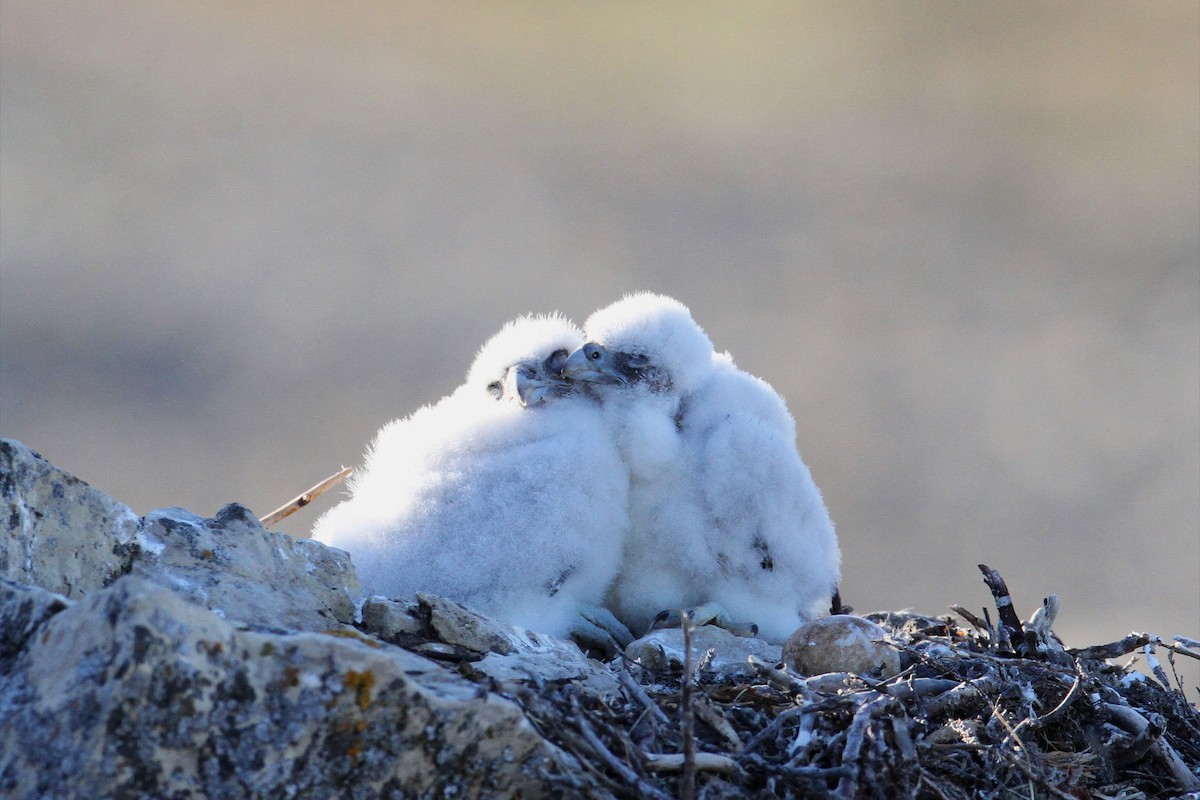 Peregrine Falcon - ML617659708