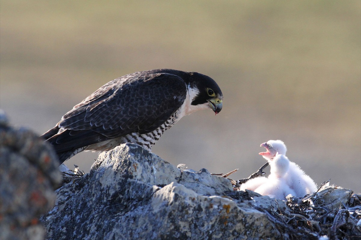 Peregrine Falcon - ML617659709