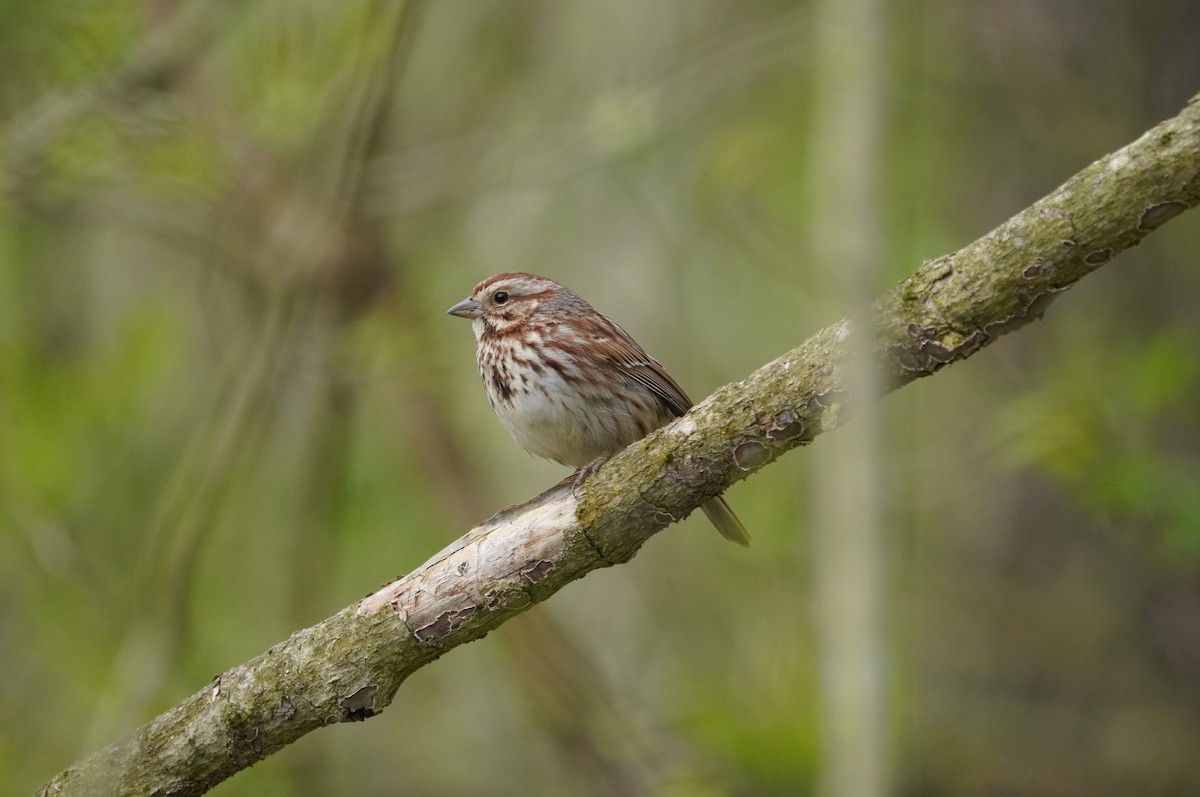 Song Sparrow - ML617659720