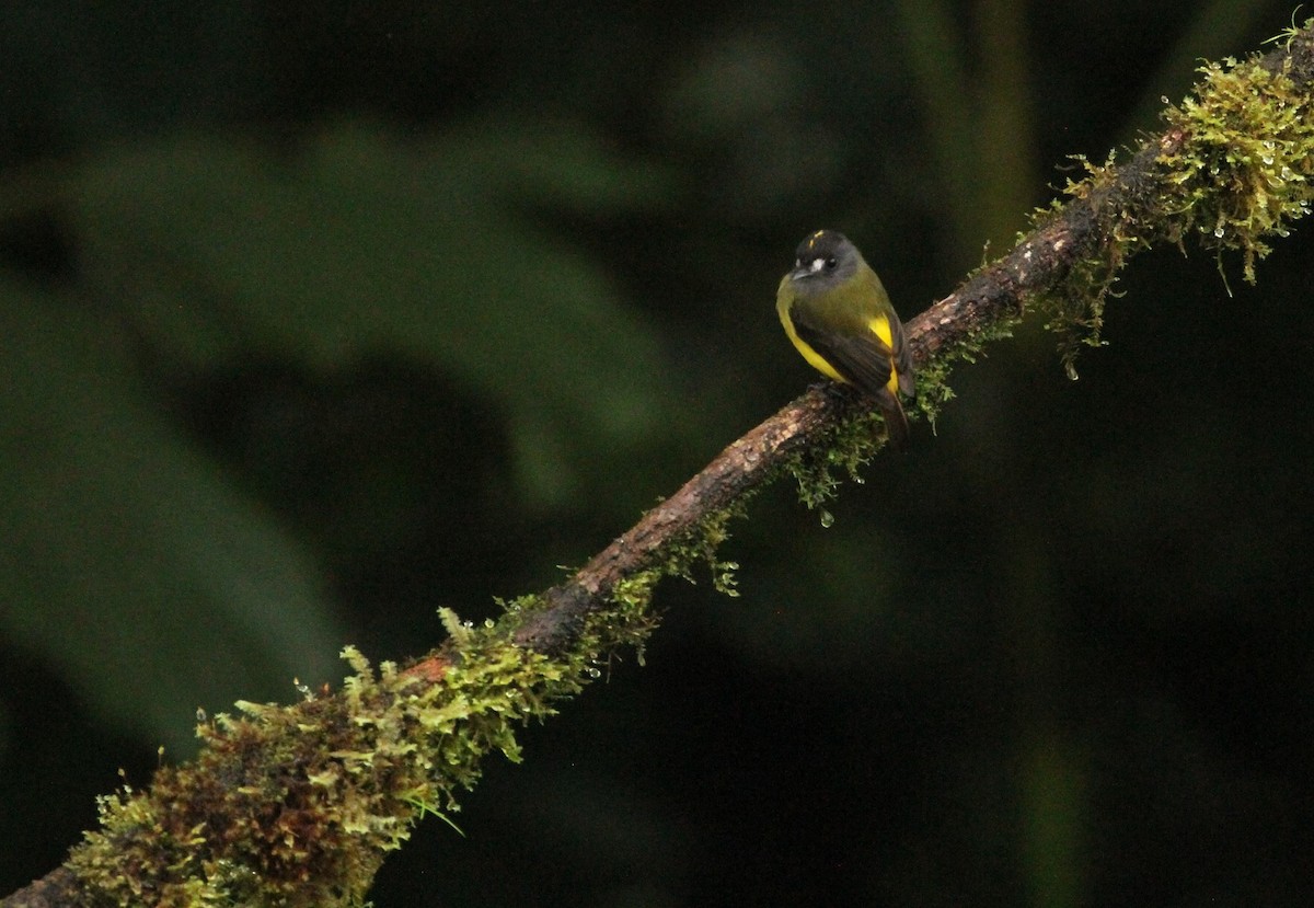 Ornate Flycatcher - Gisèle Labonté