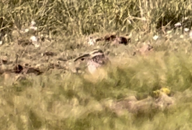 Courlis corlieu (phaeopus) - ML617659748