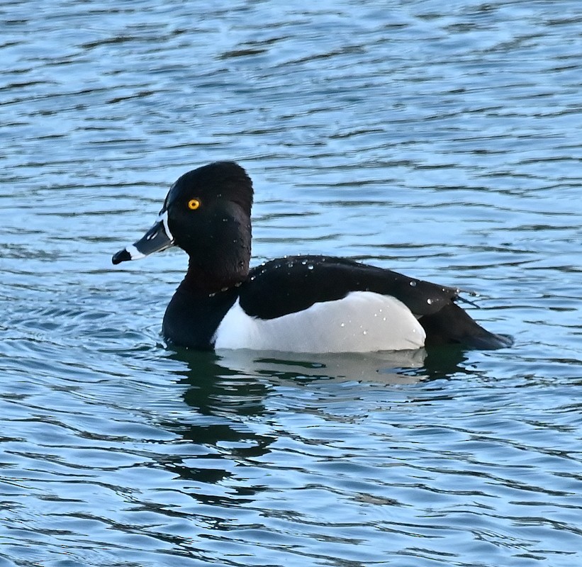 Ring-necked Duck - Regis Fortin