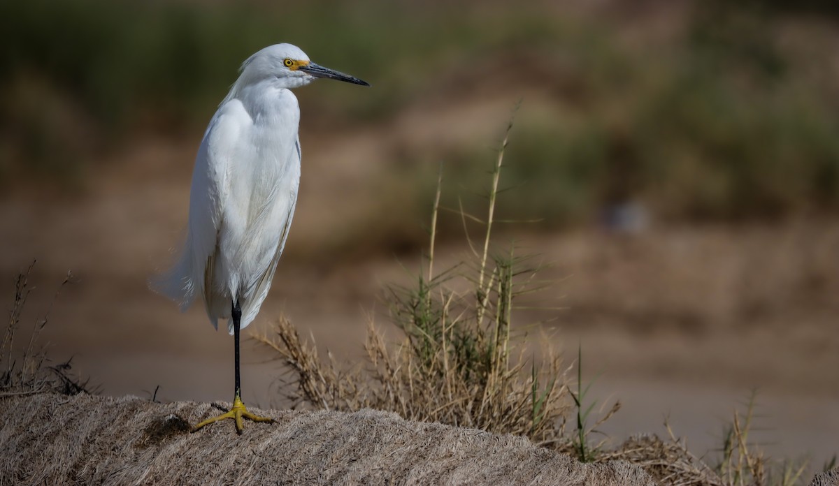 Snowy Egret - Andrew Thomas 🦅🪶