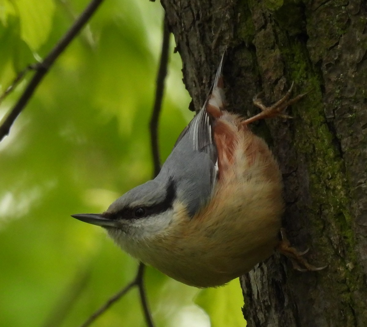 茶腹鳾 - ML617659781