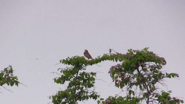 Corn Bunting - ML617659803