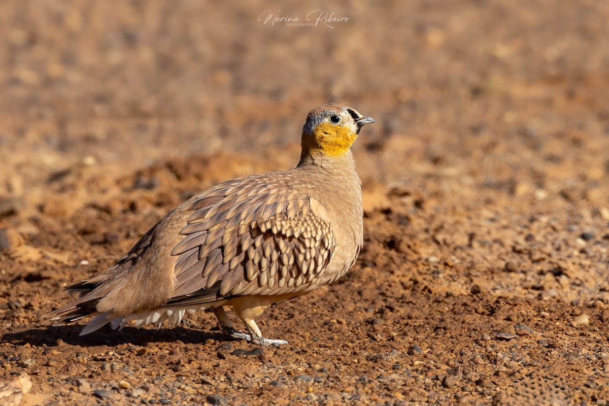 Crowned Sandgrouse - ML617659829