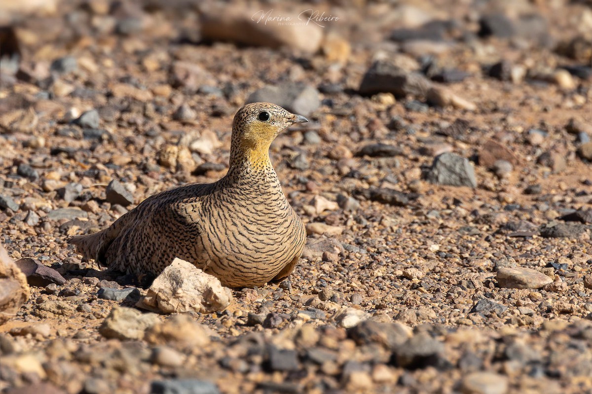 Crowned Sandgrouse - ML617659830