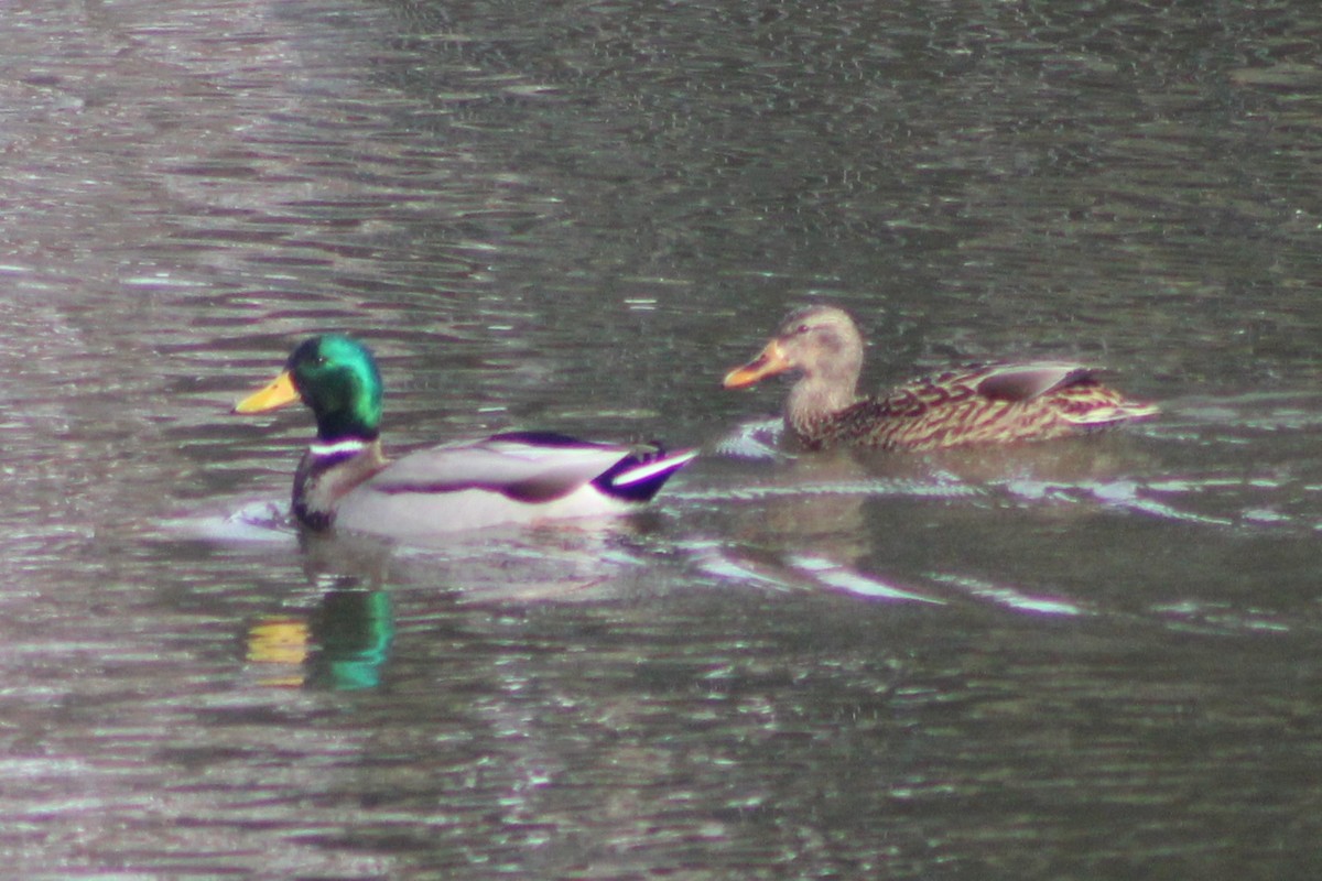 Canard colvert - ML617659833