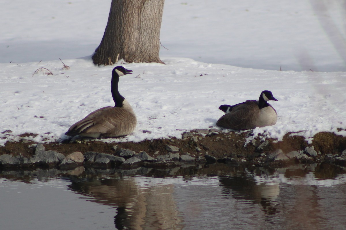 Canada Goose (moffitti/maxima) - ML617659837