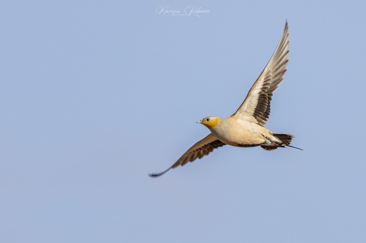 Spotted Sandgrouse - Marina Ribeiro