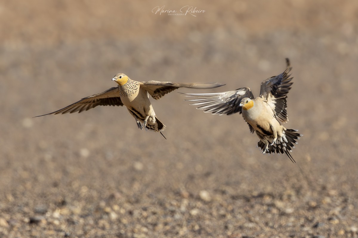 Spotted Sandgrouse - ML617659844