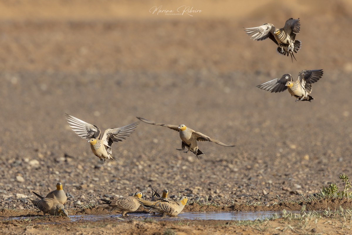 Spotted Sandgrouse - ML617659845