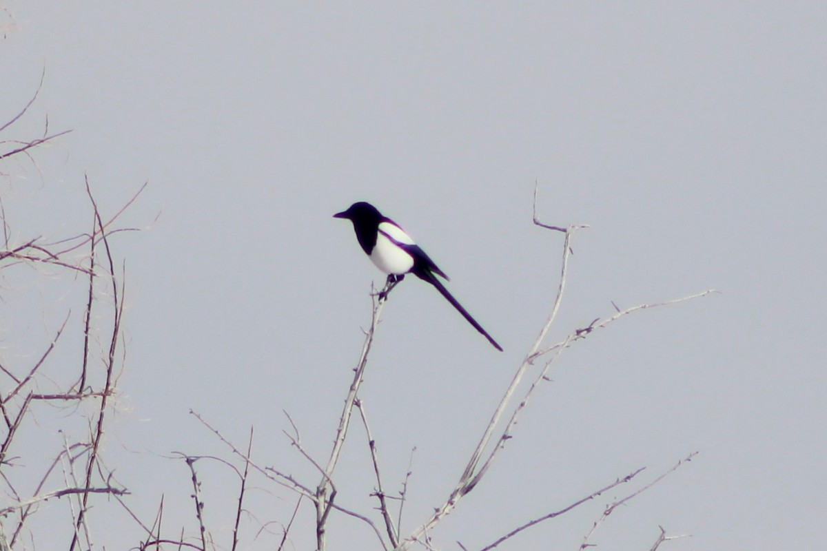 Black-billed Magpie - ML617659851