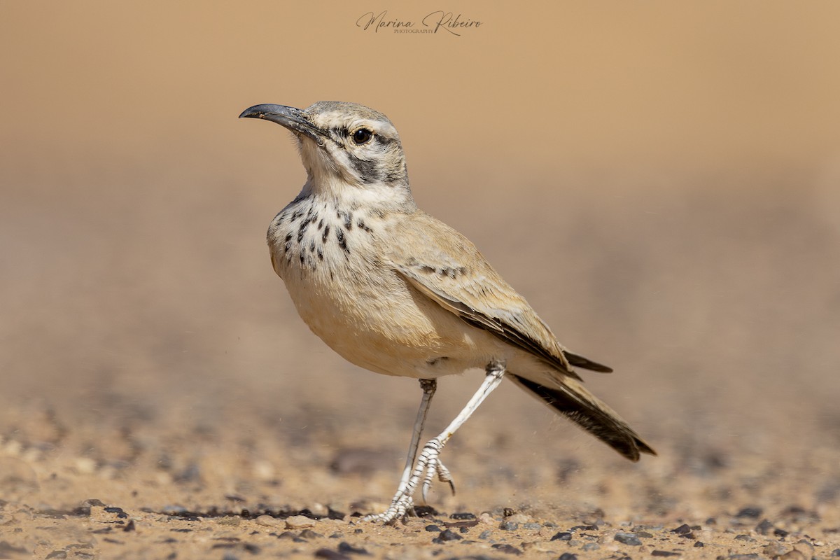 Greater Hoopoe-Lark - ML617659853