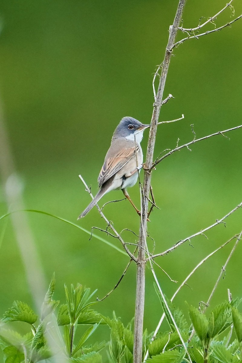 Greater Whitethroat - ML617659874