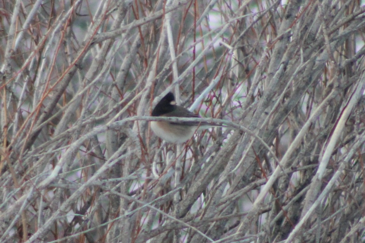 Dark-eyed Junco (Oregon) - Sean Cozart