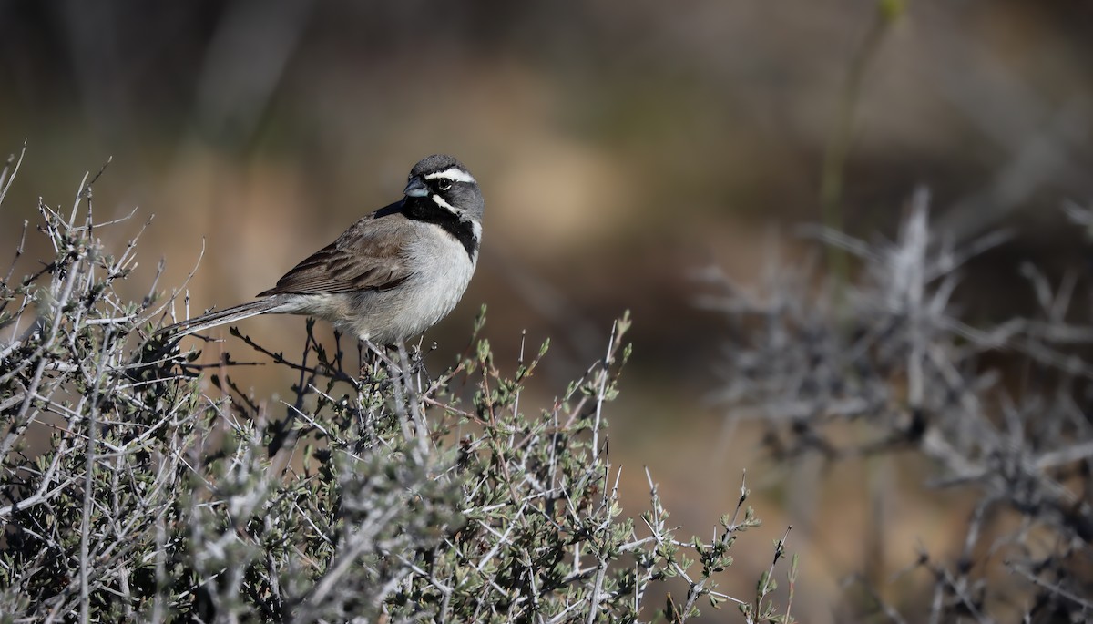 Black-throated Sparrow - ML617659943