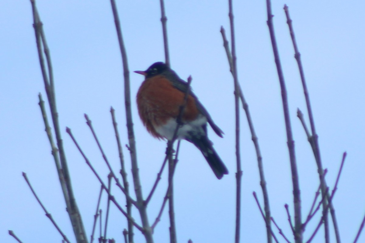 American Robin - ML617659951