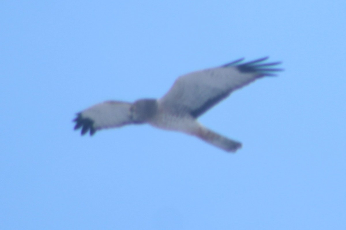 Northern Harrier - Sean Cozart