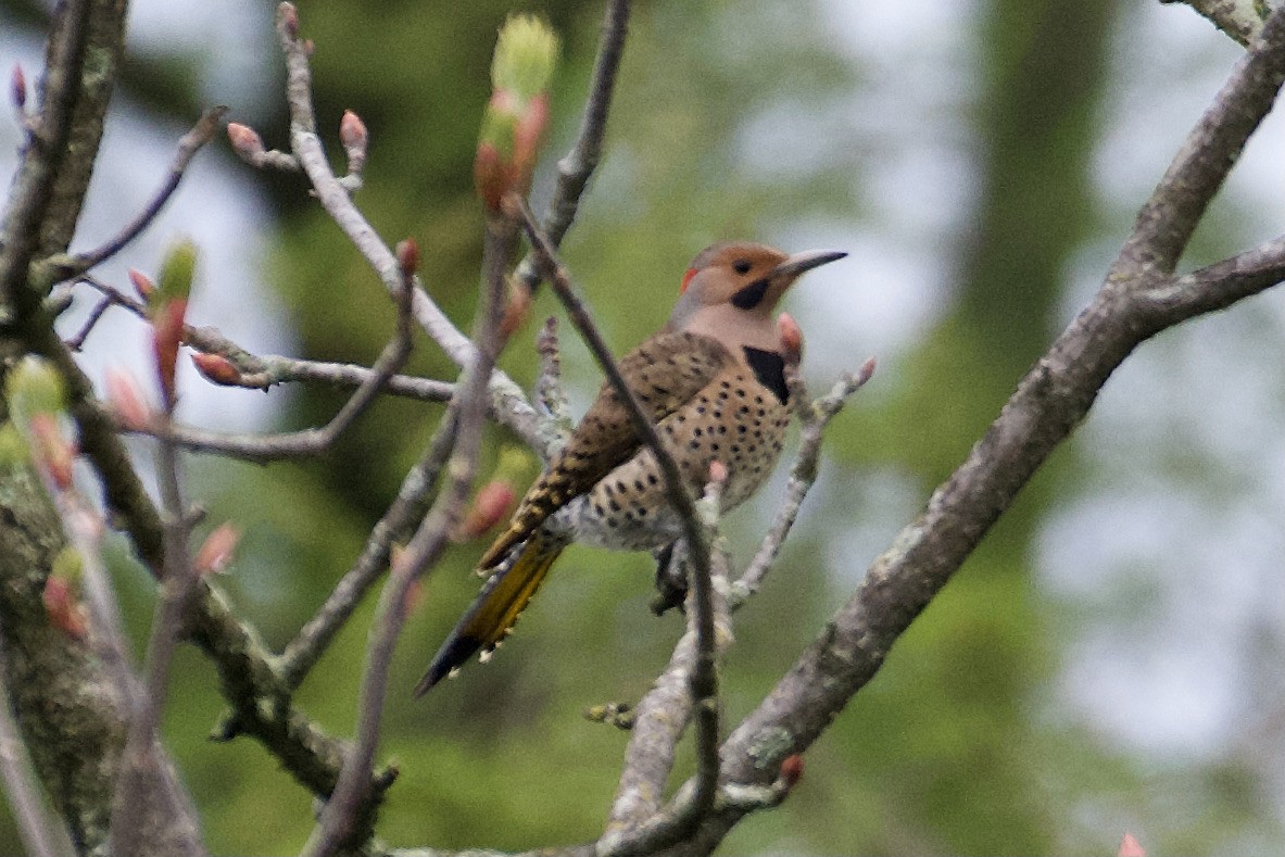 Northern Flicker - Bill Reaume