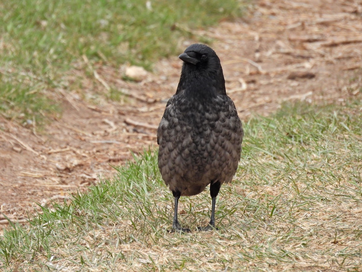 American Crow - ML617660029