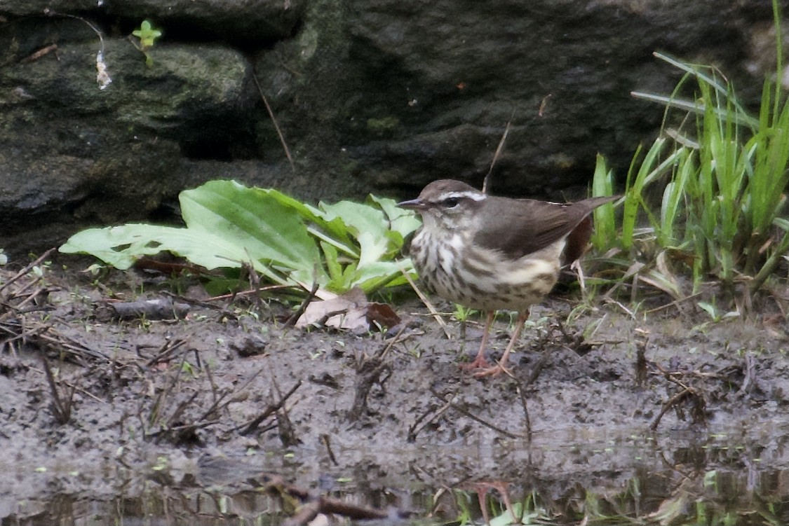 Louisiana Waterthrush - ML617660046