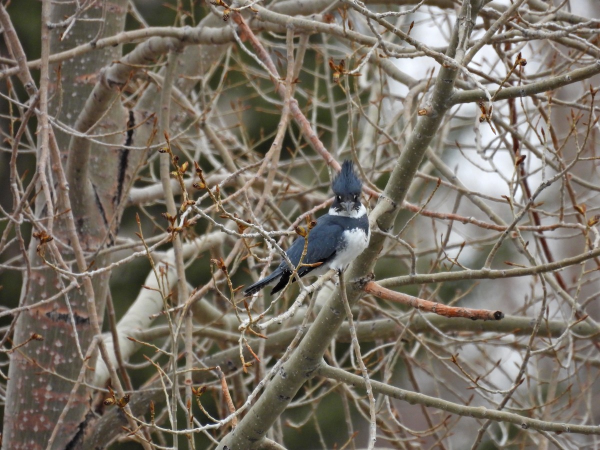 Belted Kingfisher - Spencer Hurt