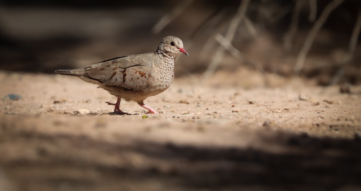 Common Ground Dove - Andrew Thomas 🦅🪶