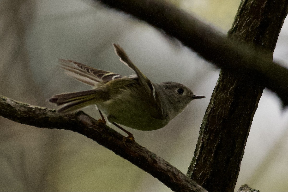 Ruby-crowned Kinglet - ML617660115