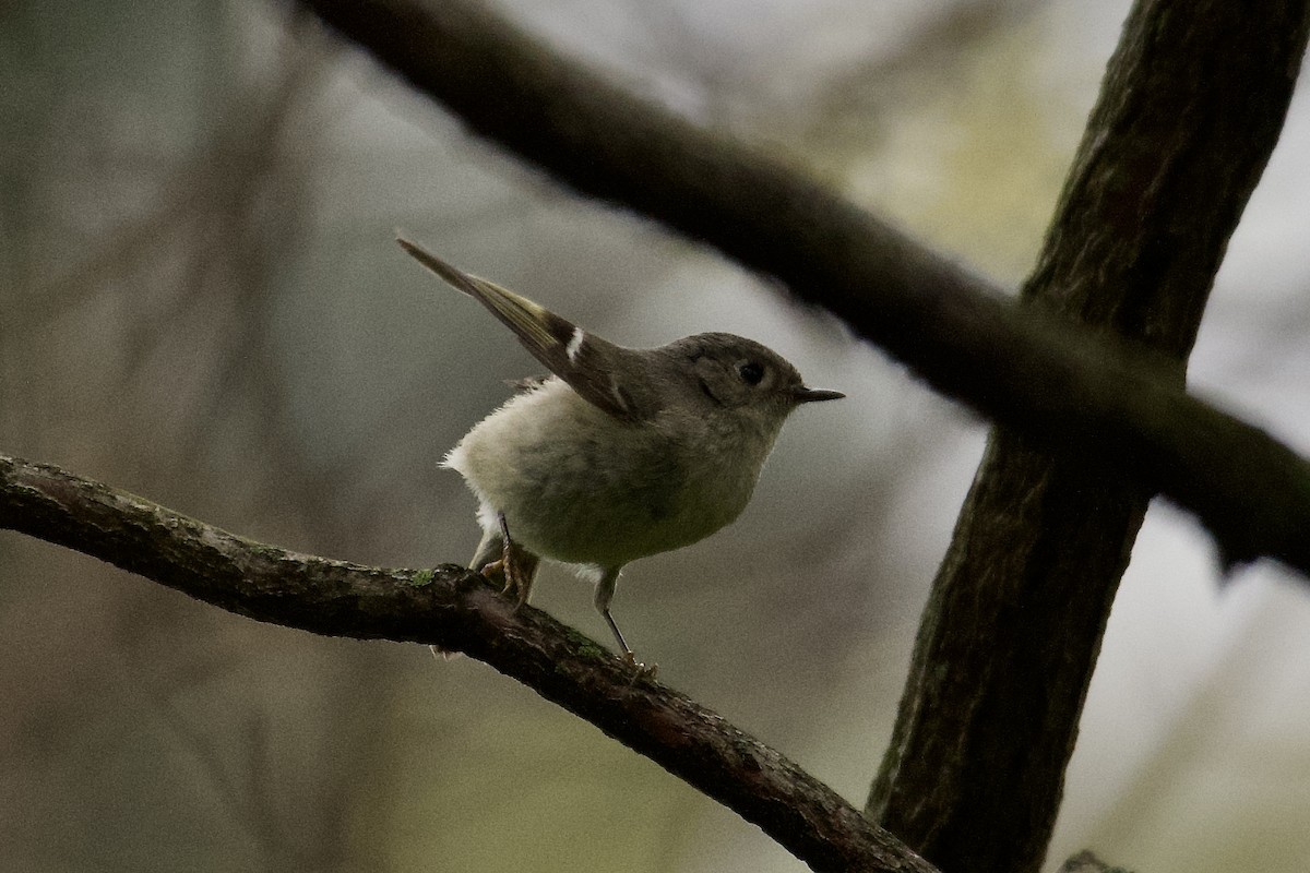 Ruby-crowned Kinglet - ML617660116