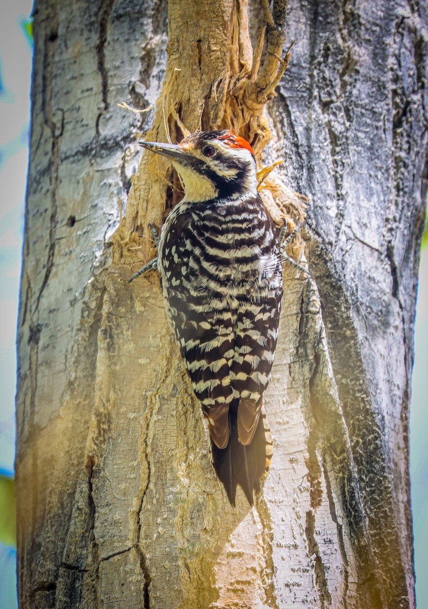 Ladder-backed Woodpecker - ML617660121