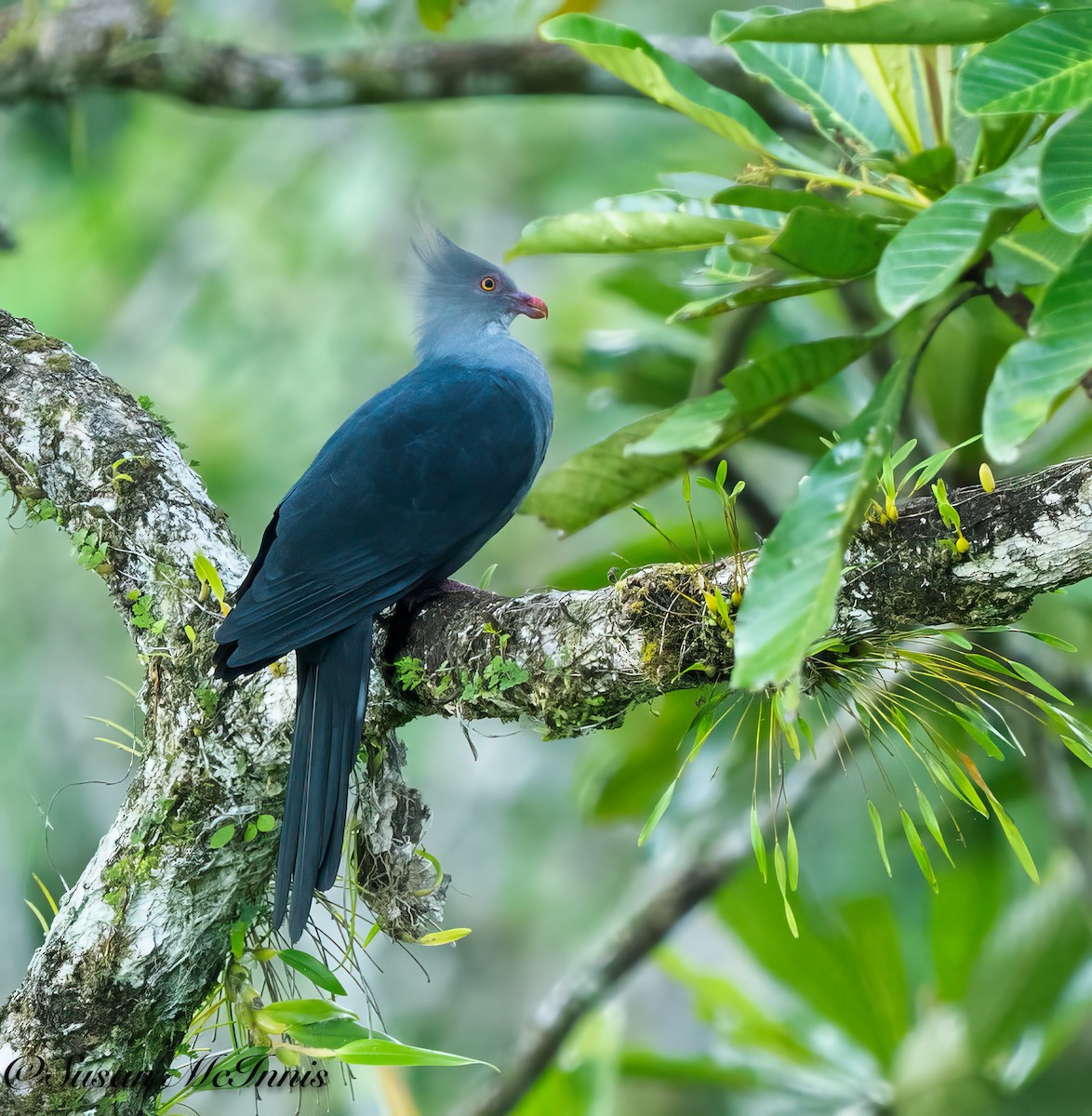 Crested Cuckoo-Dove - ML617660132