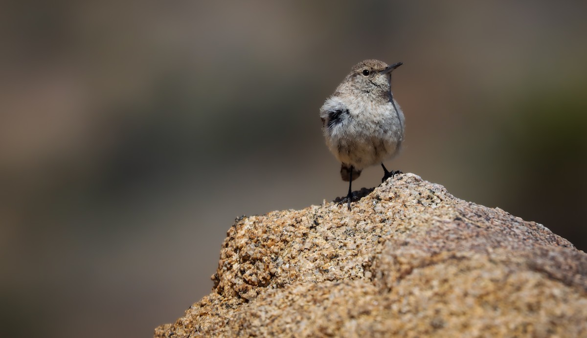 Rock Wren - ML617660134