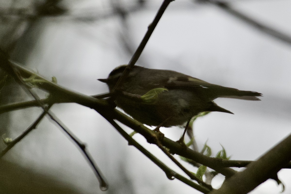 Roitelet à couronne dorée - ML617660135