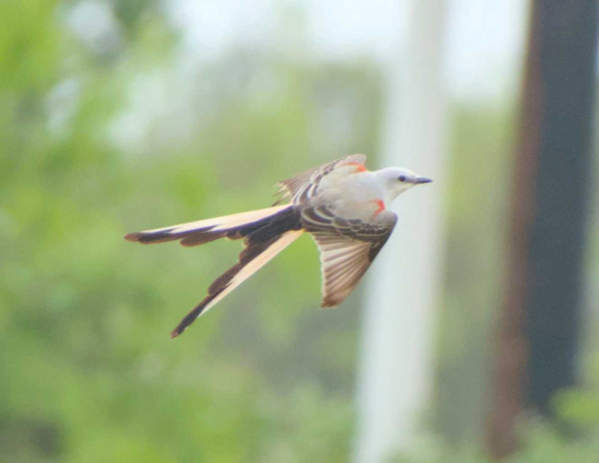 Scissor-tailed Flycatcher - Caleb Evert