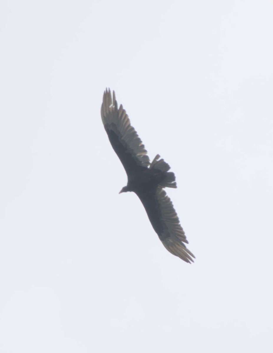 Turkey Vulture - Caleb Evert