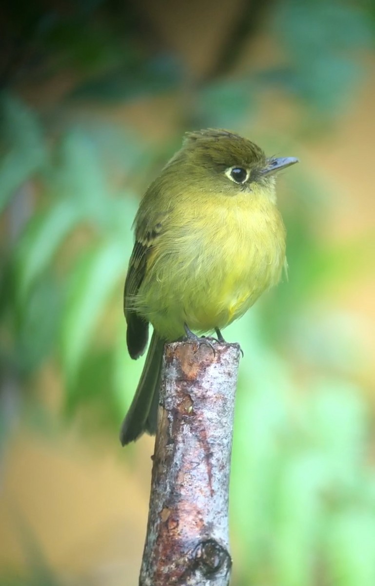 Yellowish Flycatcher - Rogers "Caribbean Naturalist" Morales