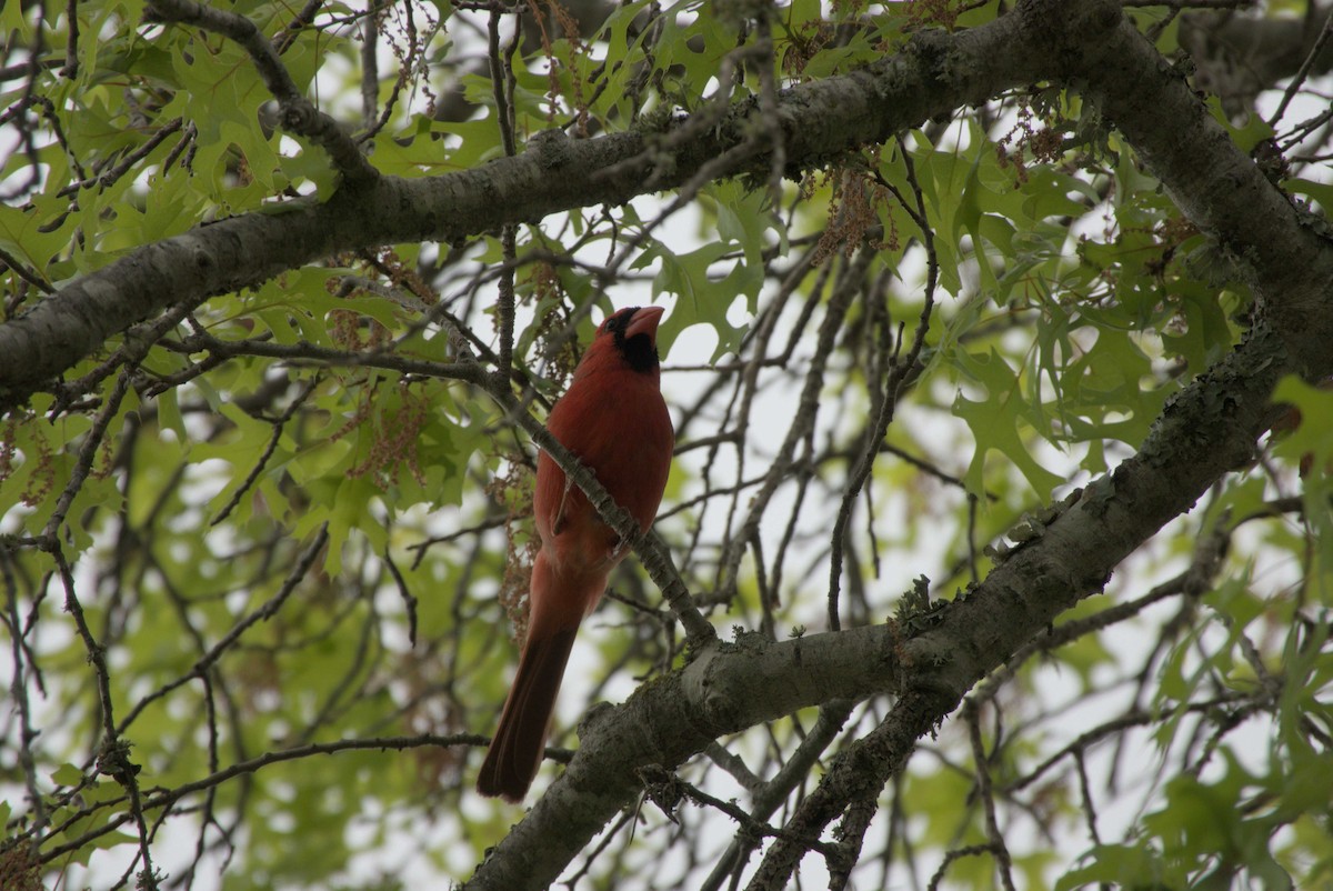 Northern Cardinal - Caleb Evert