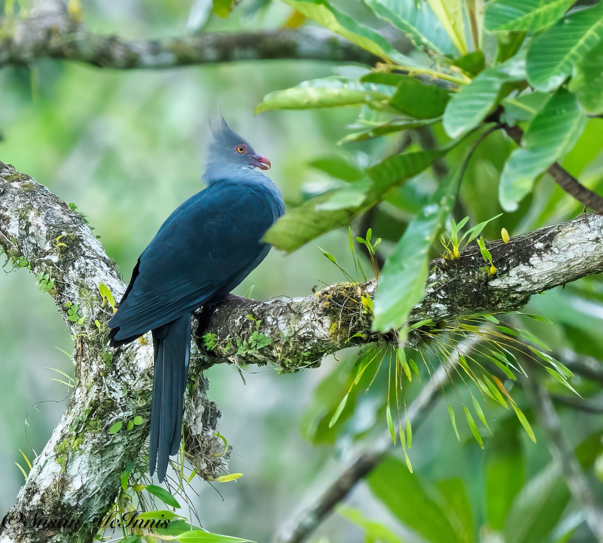 Crested Cuckoo-Dove - ML617660175