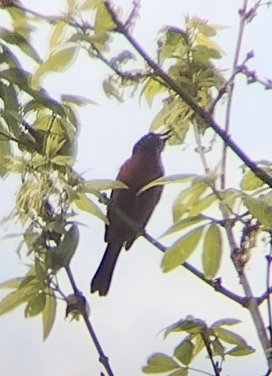 Orchard Oriole - ML617660177