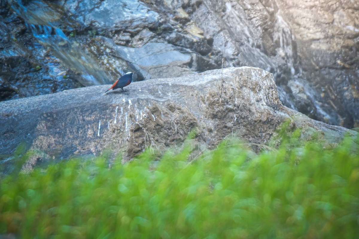 White-capped Redstart - ML617660187