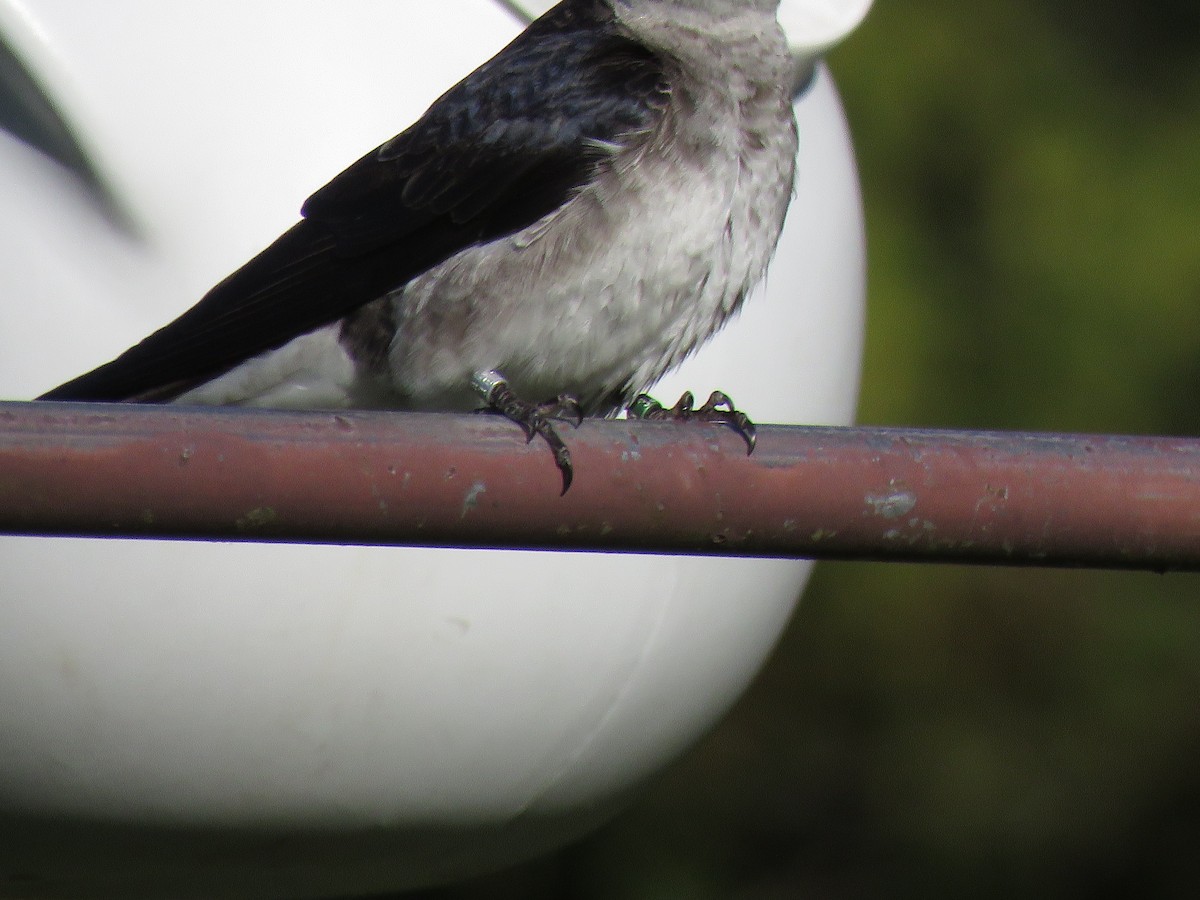 Purple Martin - ML617660204