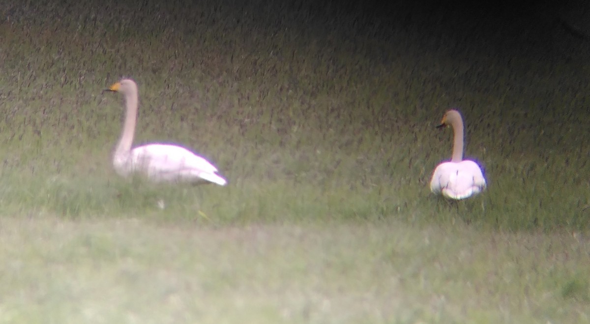 Whooper Swan - ML617660227