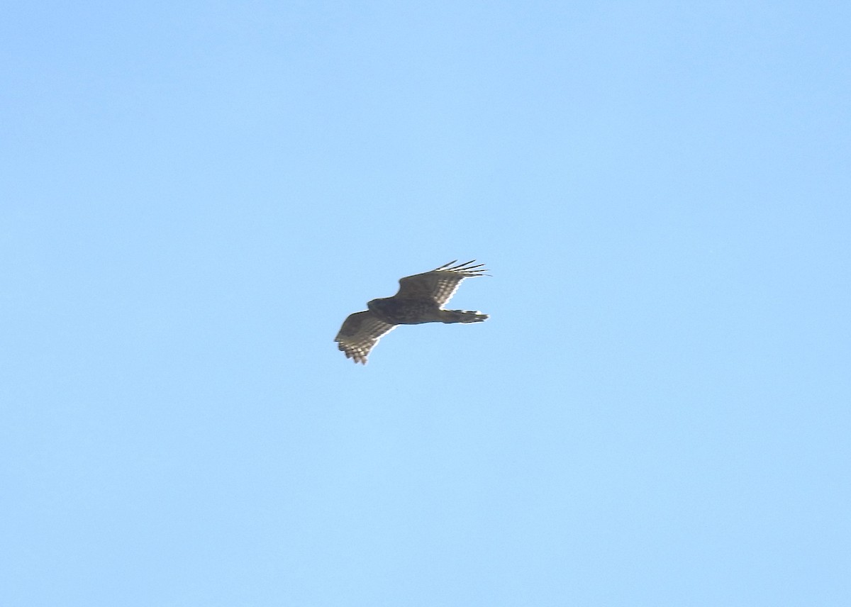 Red-shouldered Hawk - ML617660246