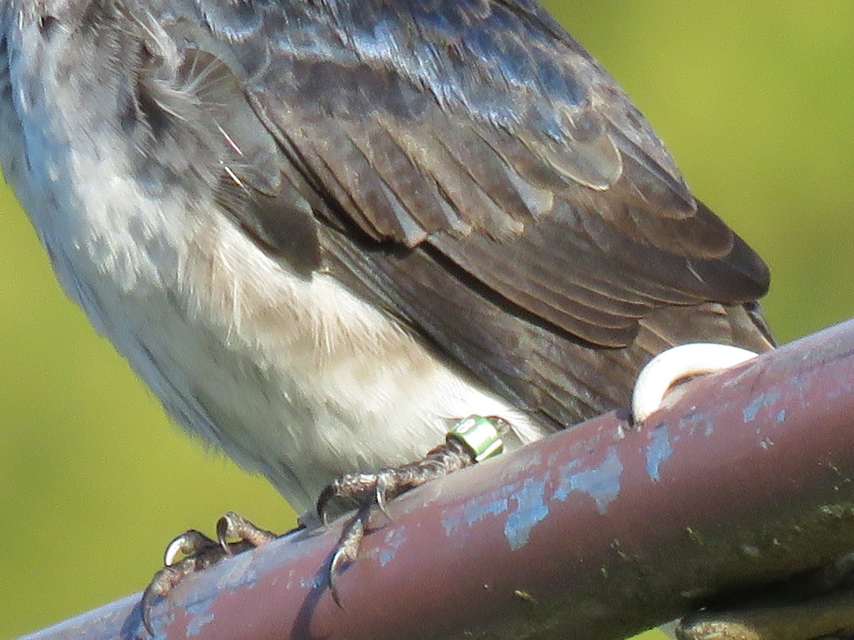 Purple Martin - ML617660265