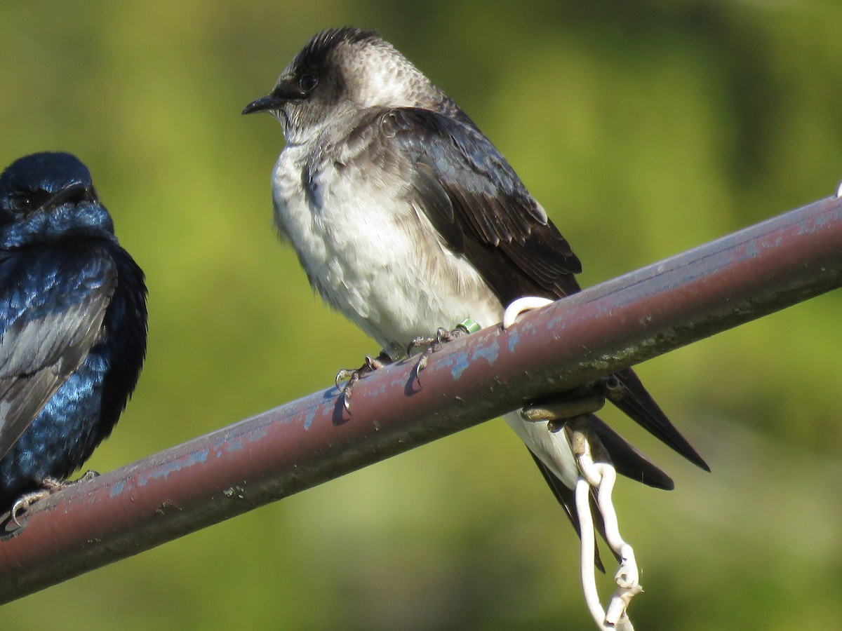 Purple Martin - ML617660277