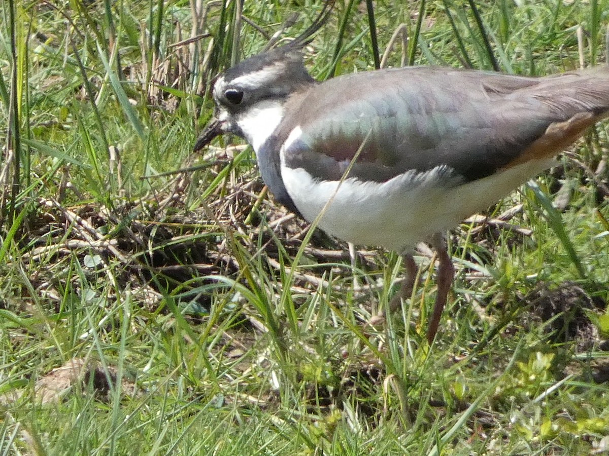 Northern Lapwing - Matthew Rowell