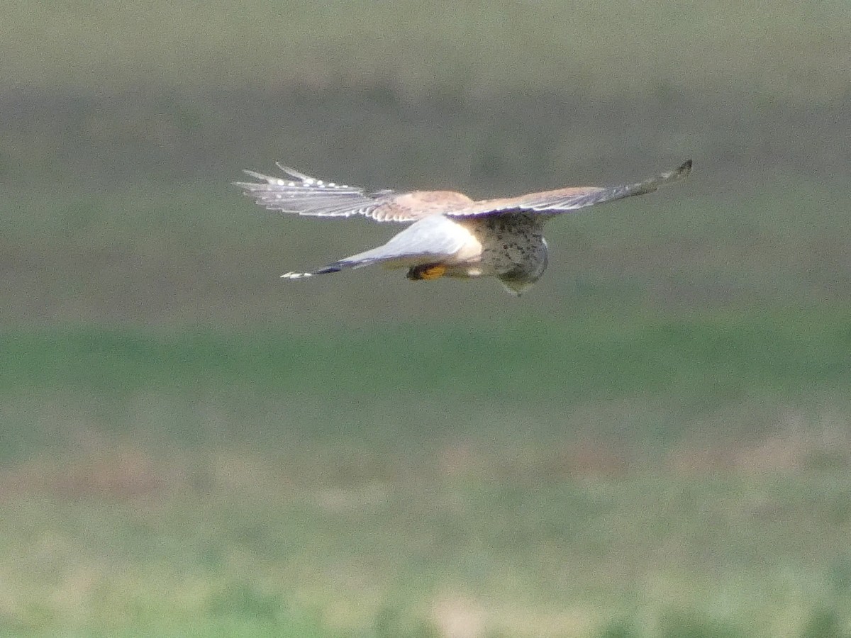 Eurasian Kestrel - Matthew Rowell