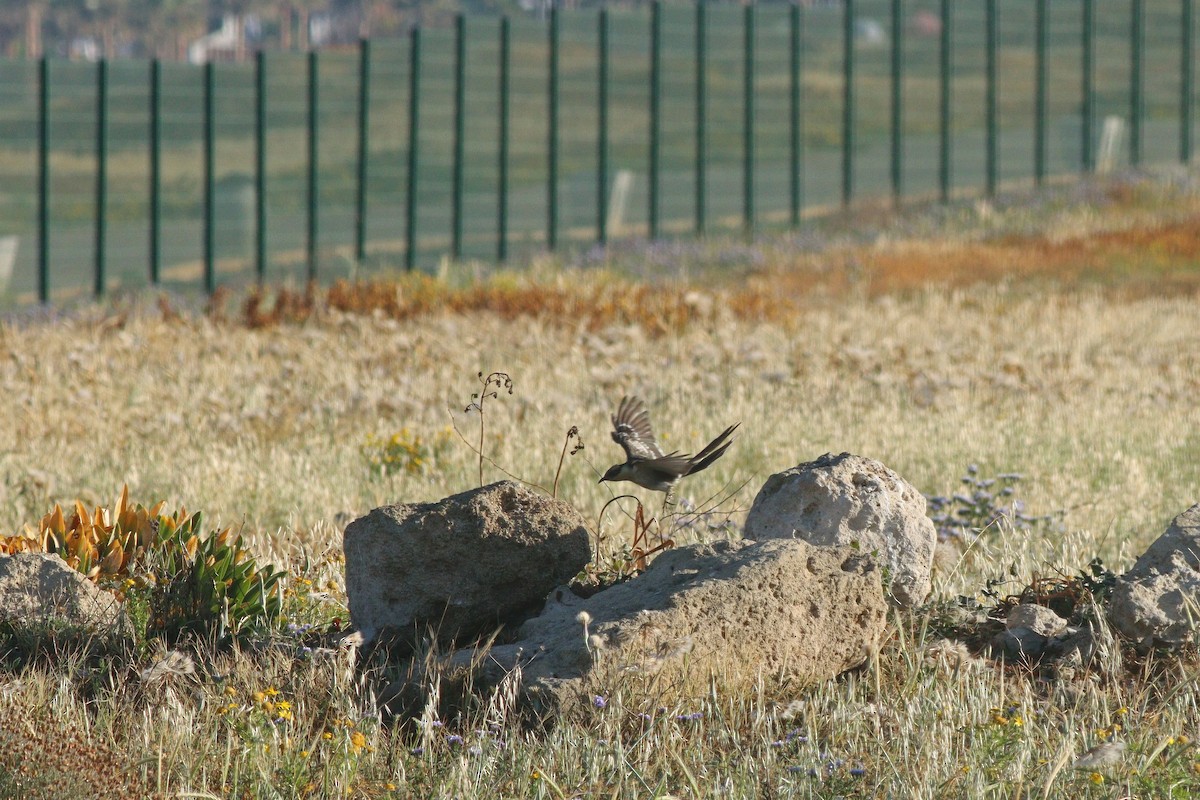 Great Spotted Cuckoo - ML617660309